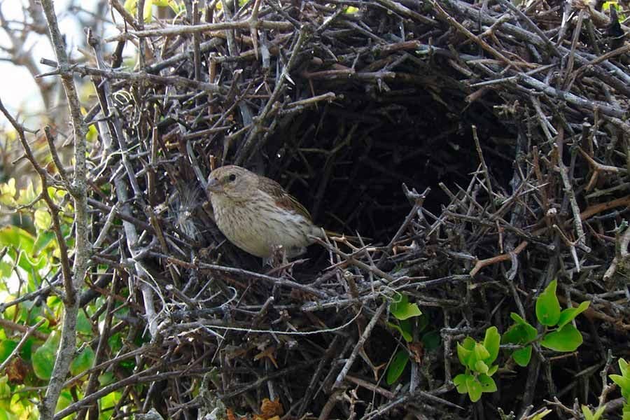 ¿Por qué cada vez más gente observa a las aves?