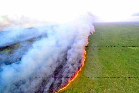 Heridas abiertas en las selvas más grandes del planeta