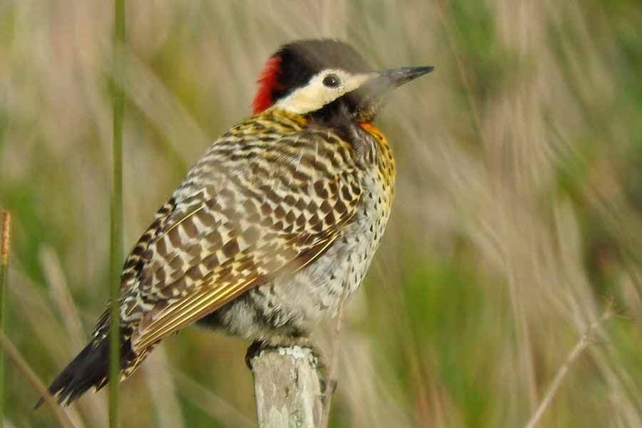 Gral. Madariaga: Turismo y el COA Verdón trabajarán para colocar carteleria indicativa de aves