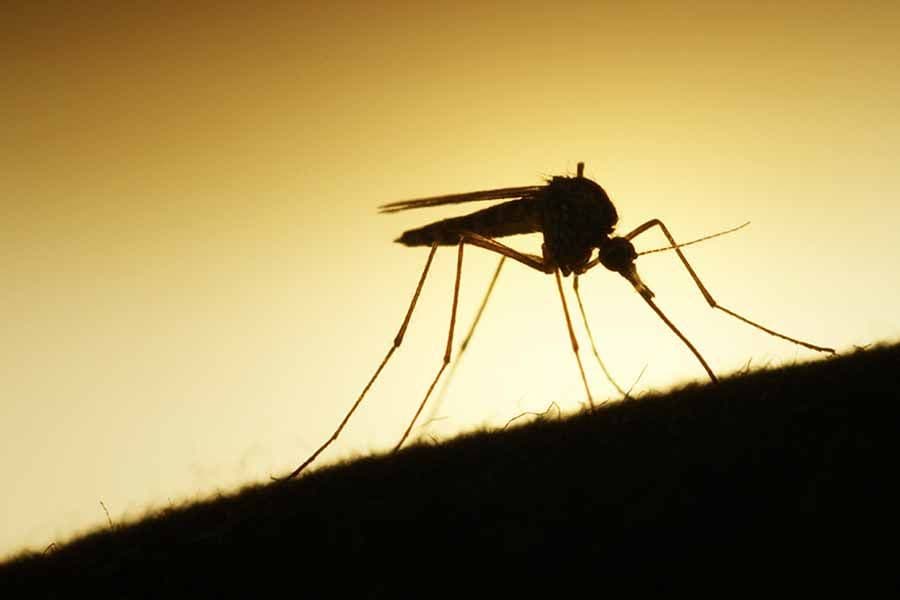La invasión de mosquitos en la costa atlántica