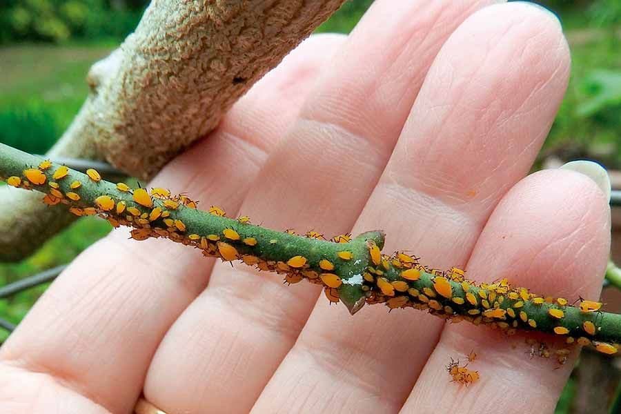 Madres vírgenes en el jardín