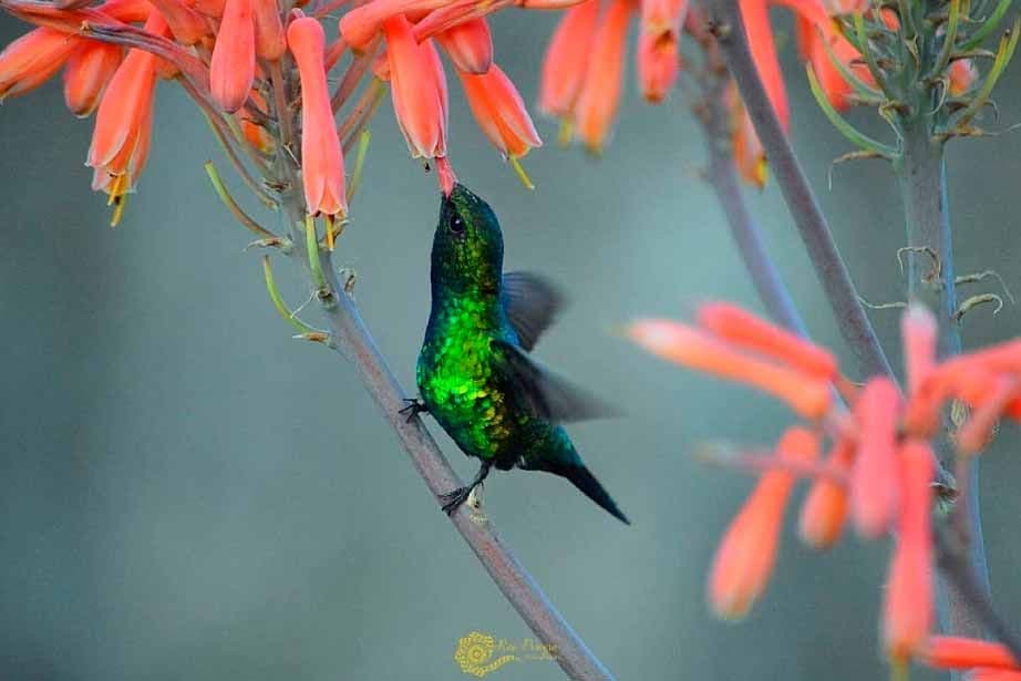 Los colibríes tendrán su espacio propio