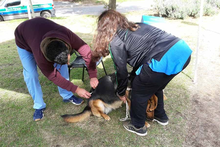 Honrando a nuestras mascotas