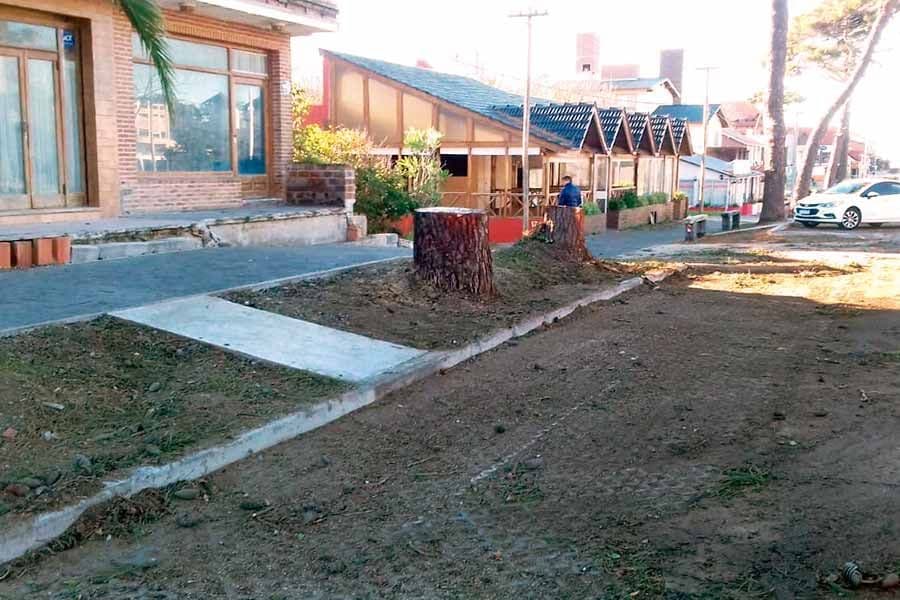 Quejas por la tala de añosos árboles