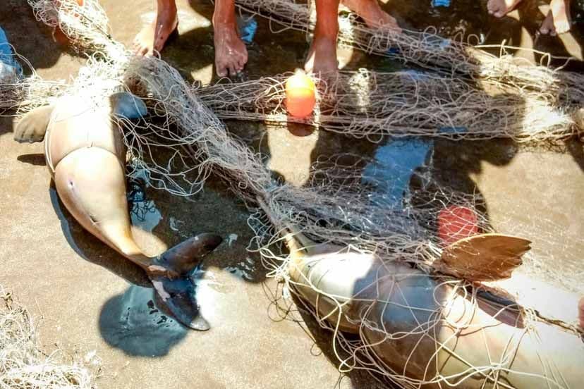 Peligra un cetáceo autóctono