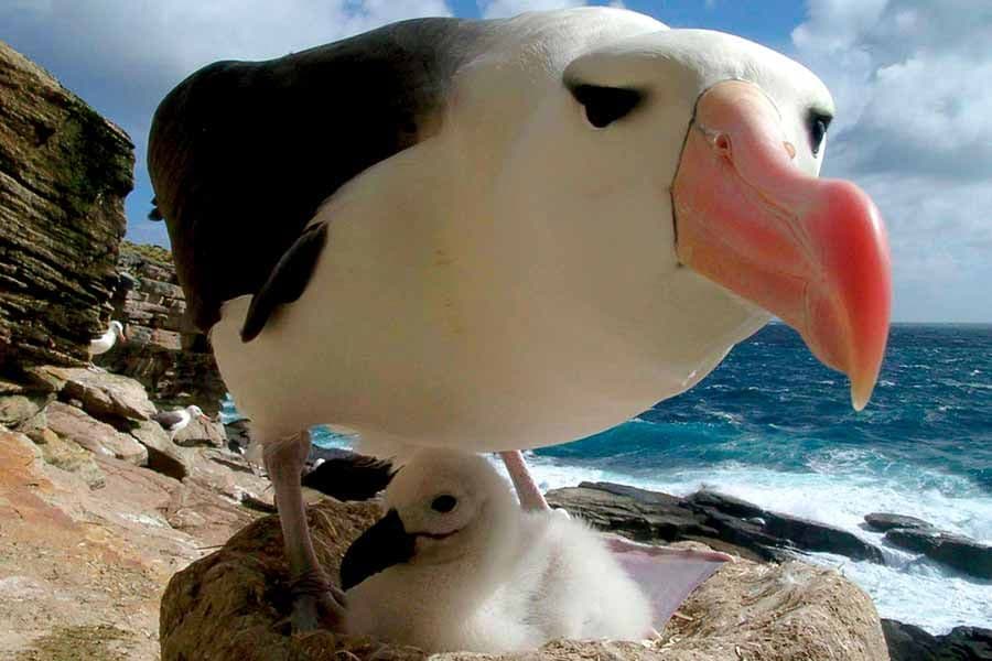 Día mundial de los Albatros