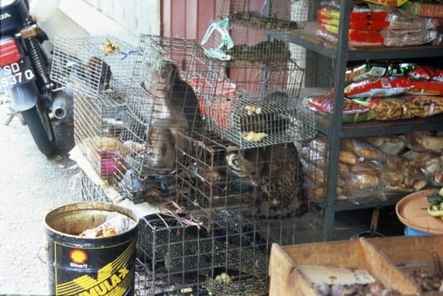 Reflexiones sobre el tráfico ilegal de fauna silvestre
