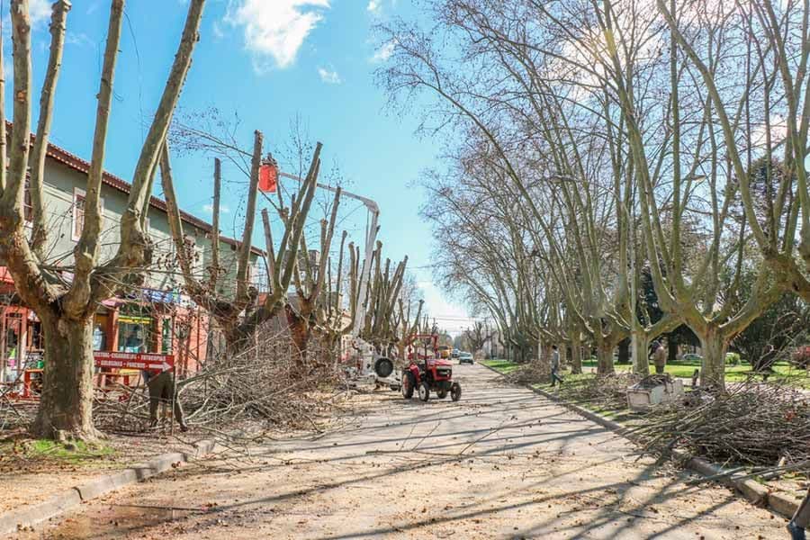 Gral. Madariaga: Realizan podas preventivas y hay restricciones al tránsito