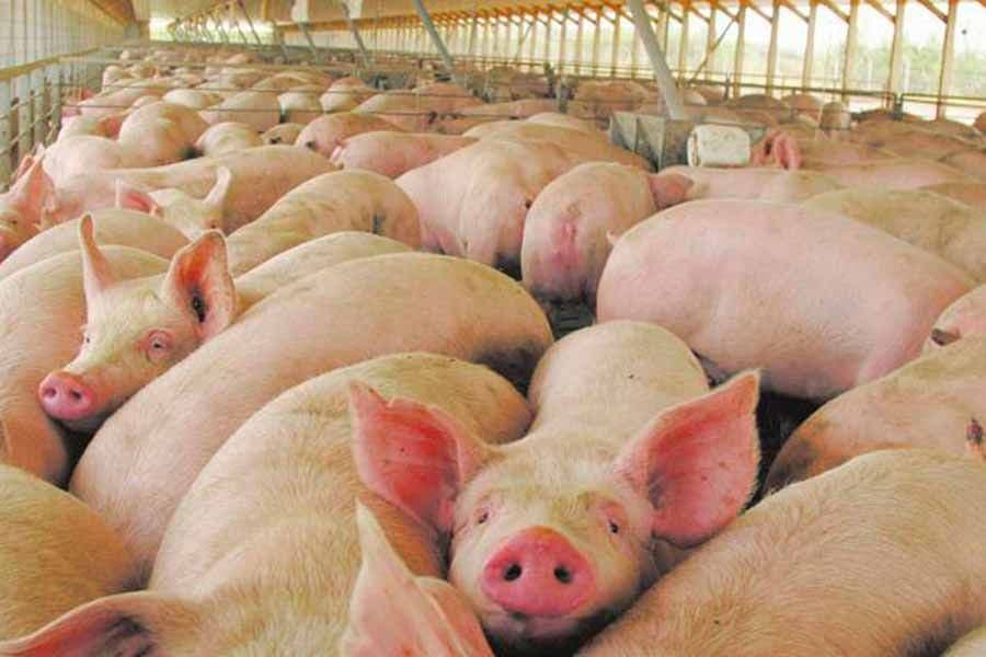 Recomendaciones ante el brote de triquinosis en 9 municipios de la provincia