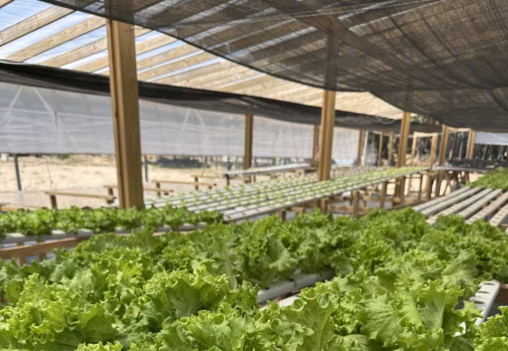 Hidroponia Pinamar: innovación y producción local con sello propio